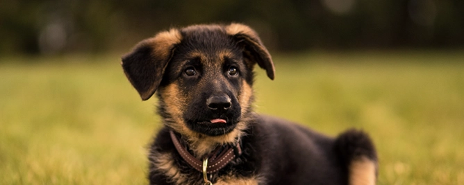 bella de hond
