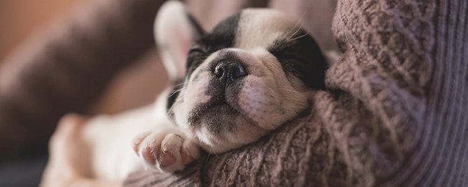 milo de hond