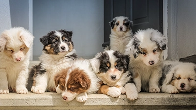 Sponsor a Dog